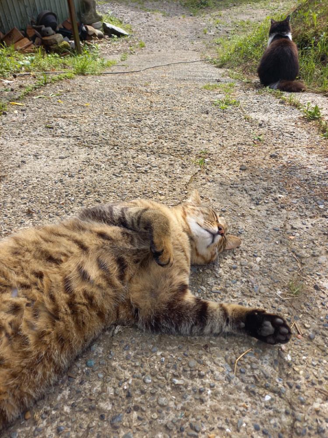 和心村の庭の通路で横になる猫と、少し離れた場所に座る猫